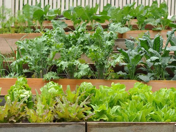 Cultivar un huerto ecol�gico